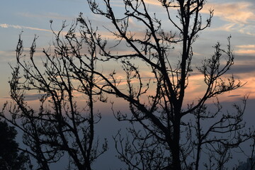 Beautiful picture of sunset and tree nainital