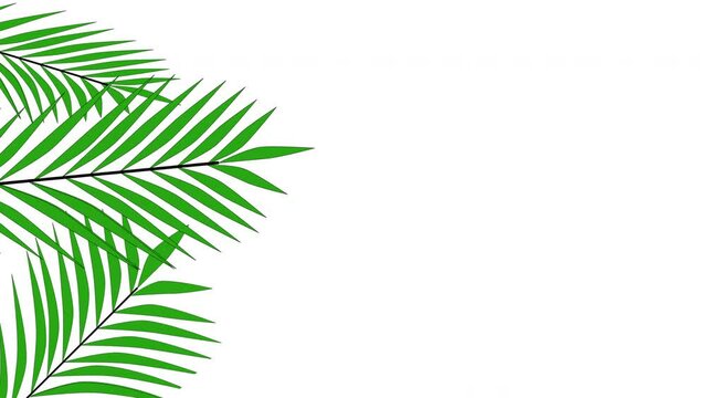 Coconut palm leaves, border, frame, background. Copy space. White background. Seamless loop.