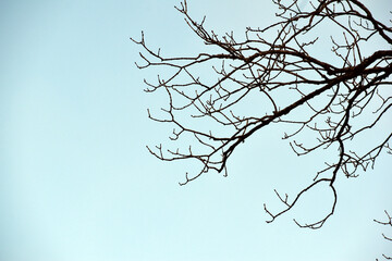 Beautiful picture of tree branches and sky
