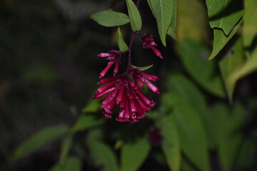 Closeup picture of red colour flower