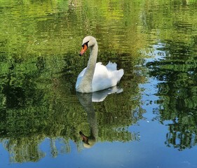 Obraz premium white swan on the lake