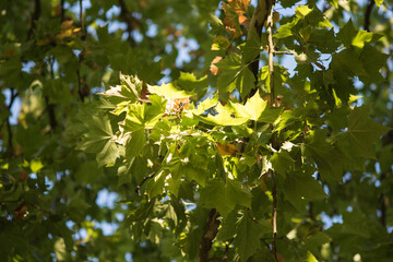 Leaves hanging on deciduous trees in the sunlight