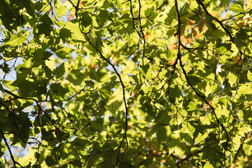 Leaves hanging on deciduous trees in the sunlight