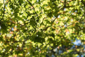 Leaves hanging on deciduous trees in the sunlight