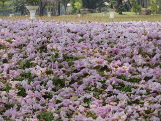 Thousands of pink flowers in the park
