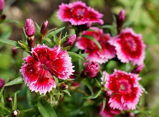 Obraz premium dew drops on the petals of a red carnation