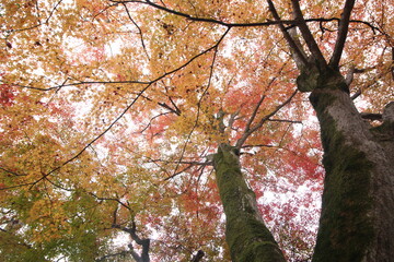 Fototapeta premium Beautiful maple trees in Autumn at Kyoto, Japan, Asia