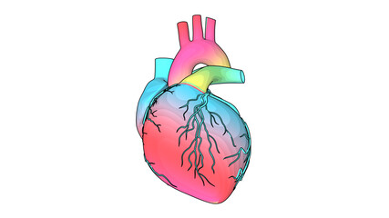 Human Heart beat Anatomy animation. Rainbow texture in the heart model