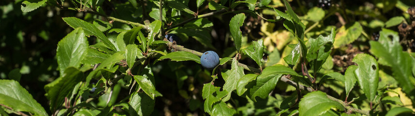 SLOE BERRIES 