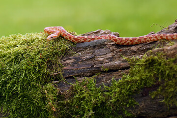 The corn snake (Pantherophis guttatus) with prey on a green background. A color mutation of a corn...