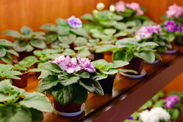 Fototapeta na wymiar Violet pinkish-purple. On a shelf in a row are flower pots. Greenhouse. Potted flowers. Transplanting plants. Multi-colored flowers. Plants for the garden. Blossoming garden. flowers for sale