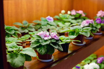 Violet pinkish-purple. On a shelf in a row are flower pots. Greenhouse. Potted flowers. Transplanting plants. Multi-colored flowers. Plants for the garden. Blossoming garden. flowers for sale