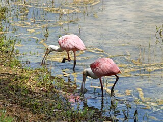 two spoonbills in the water