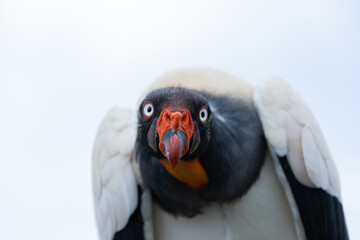 Portrait of a king vulture - Sarcoramphus papa