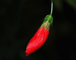 Blume im El Yunque Regenwald, Puerto Rico