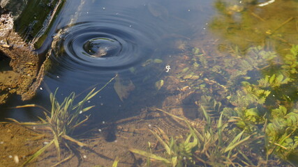 the dive of a tadpole that formed circles on the surface of the water