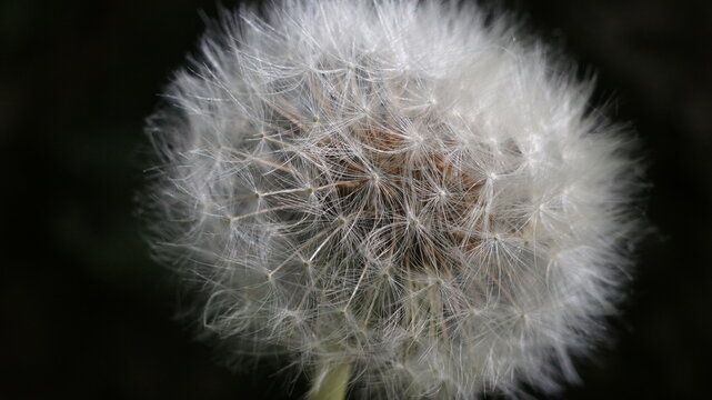 fluffy white dandelion on a dark 