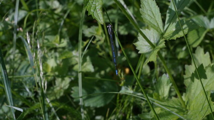 a long blue dragonfly on a blade of grass