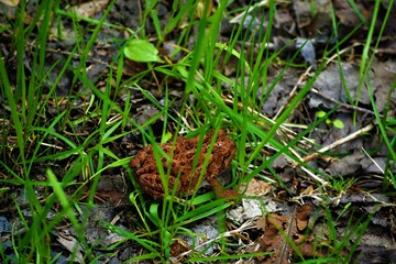 frog on grass