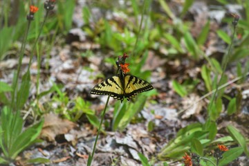 butterfly on a flower