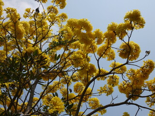 Yellow flowers in the park
