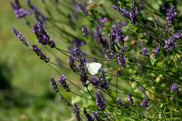 Lavendel mit Schmetterling Kohlwei&szlig;ling als close up