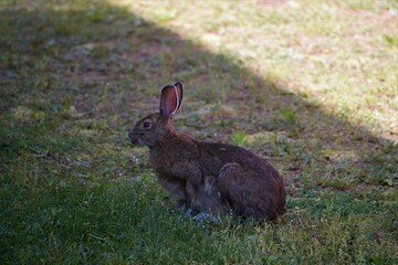 rabbit in the field