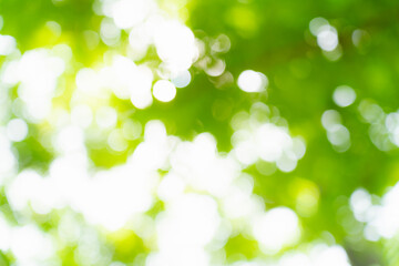 Obraz premium Nature green bokeh background day time