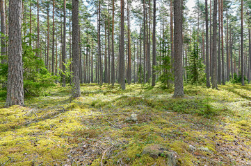 backlight through pinewood forest a summer day