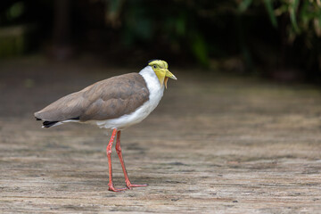 Masked lapwing