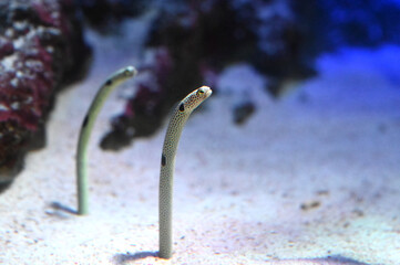 砂から精いっぱい顔を出すチンアナゴの雄姿（日本の新江ノ島水族館）