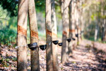 tapping latex from a rubber tree plantation at morning
