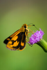 Large skipper butterfly drinks nectar from flower.