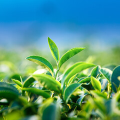 close up Green Tea Leaves shoots in a tea plantation , nature background
