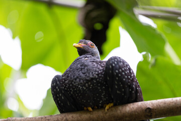 African olive pigeon or Rameron pigeon (Columba arquatrix)
