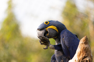 Blue and yellow macaw ara on bokeh background © Jérôme Bouche