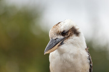 Portrait of a laughing kookaburra - Dacelo novaeguineae - kingfisher of Australia