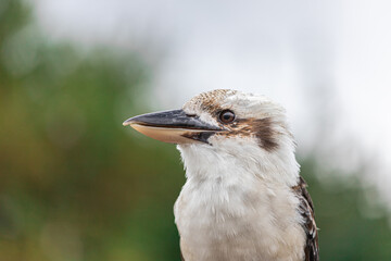 Close-up of a laughing kookaburra - Dacelo novaeguineae - kingfisher of Australia