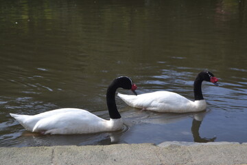 ducks and swans in the lagoon of the University of Concepcion Chile