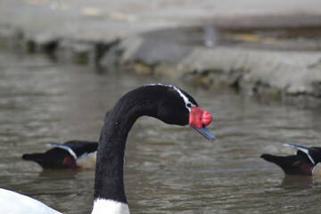 ducks and swans in the lagoon of the University of Concepcion Chile