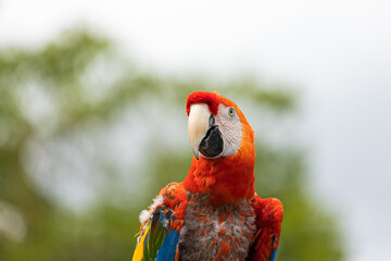 Close-up of a red parrot