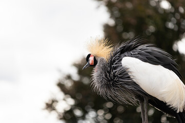 Fototapeta premium Black crowned crane (Balearica pavonina), also known as the black crested crane