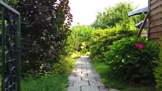 Planzen und Blumen im Sommergarten summer garden flowers in bloom floral and nature 