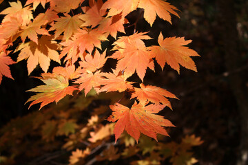 Close up of beautiful and cute red Autumn leaves, Aomori, Japan, soft focus