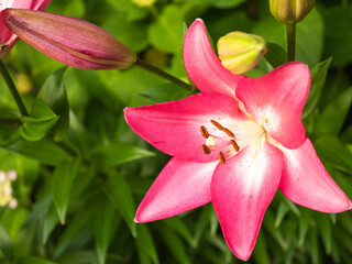 ピンク色のユリ