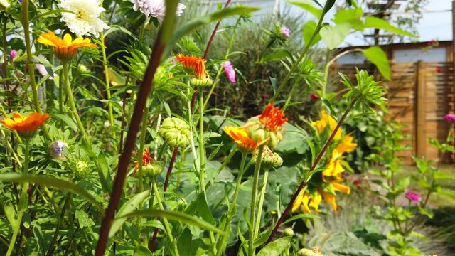 Planzen und Blumen im Sommergarten summer garden flowers in bloom floral and nature 