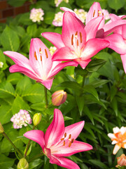 ピンク色のユリ