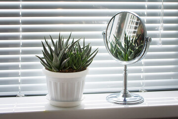 Haworthia succulent and makeup mirror on the window sill with blinds. Light and shadow. 