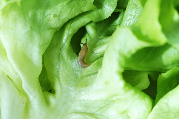 close-up of slug on green leaf of lettuce. snail on fresh lettuce leaf. eaten by slugs, parasite...