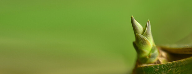 Abstract green leaf background, soft focus, sunny day, fresh spring field, natural textured wallpaper